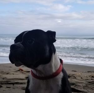 Meet your Posher, Chie